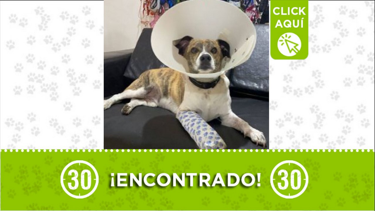 perrito encontrado