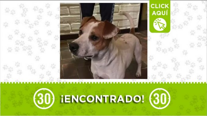 perrito encontrado perrito encontrado