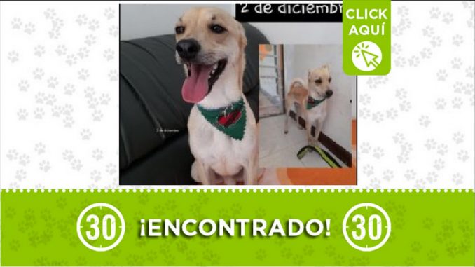 perrito encontrado perrito encontrado