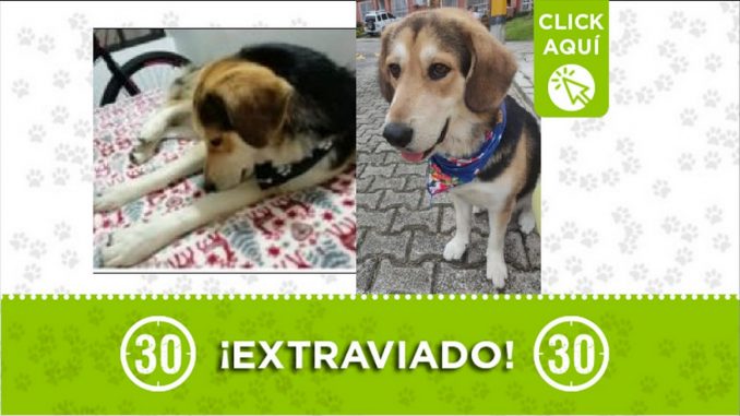perrito perdido perrito perdido