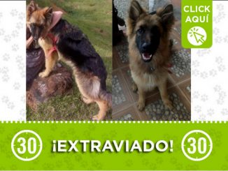 Este perrito se perdió por el Alto de la Virgen en Guarne, sus dueños lo buscan 1 perrito perdido