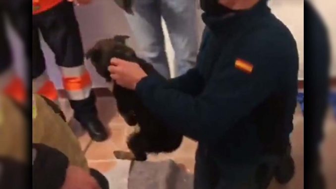 perro Cachorra