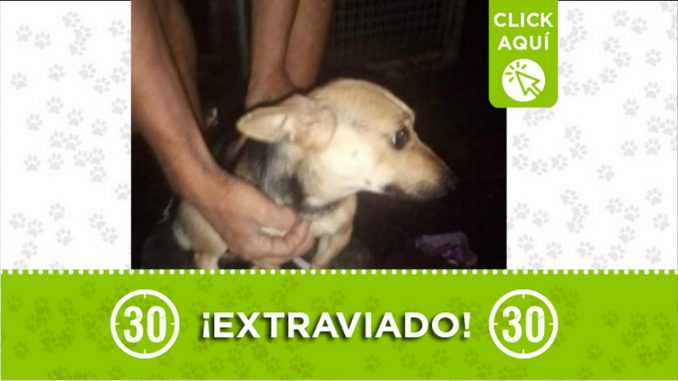 perro martion perdido manrique
