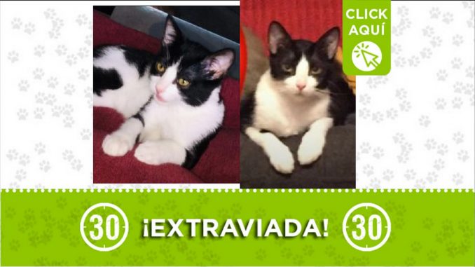 Gatica perdida Gatica perdida