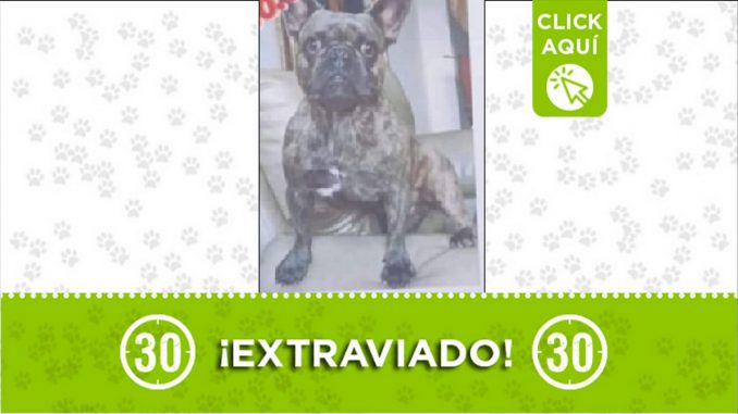 Perrito perdido Perrito perdido