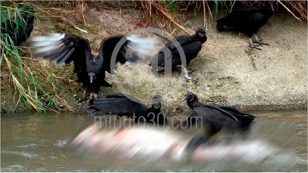 EN FOTOS Y VIDEO: ¡Se lo estaban comiendo los gallinazos! Así fue hallado el cuerpo en el río Medellín 3 río Medellín
