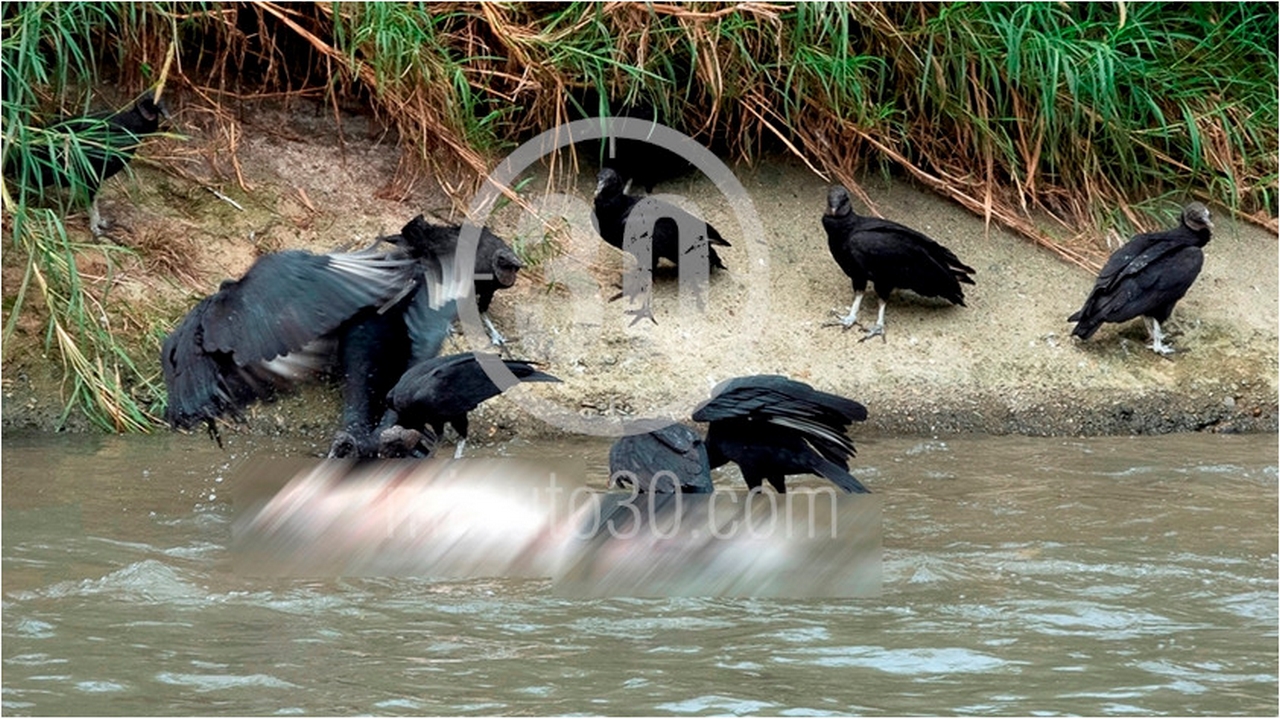 EN FOTOS Y VIDEO: ¡Se lo estaban comiendo los gallinazos! Así fue hallado el cuerpo en el río Medellín 5 río Medellín