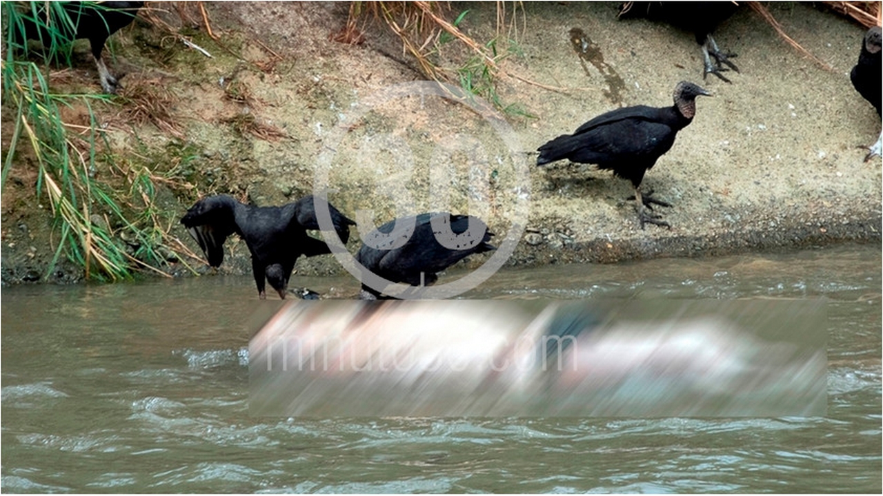 EN FOTOS Y VIDEO: ¡Se lo estaban comiendo los gallinazos! Así fue hallado el cuerpo en el río Medellín 6 río Medellín
