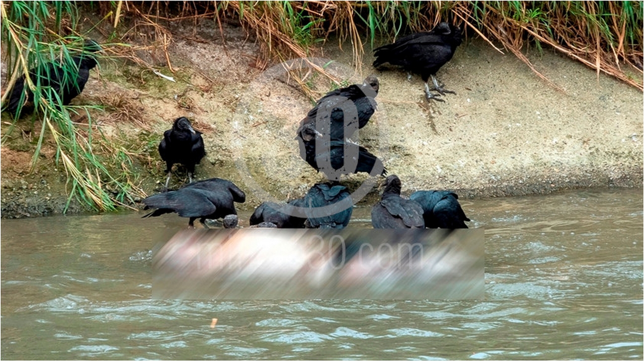 EN FOTOS Y VIDEO: ¡Se lo estaban comiendo los gallinazos! Así fue hallado el cuerpo en el río Medellín 2 río Medellín