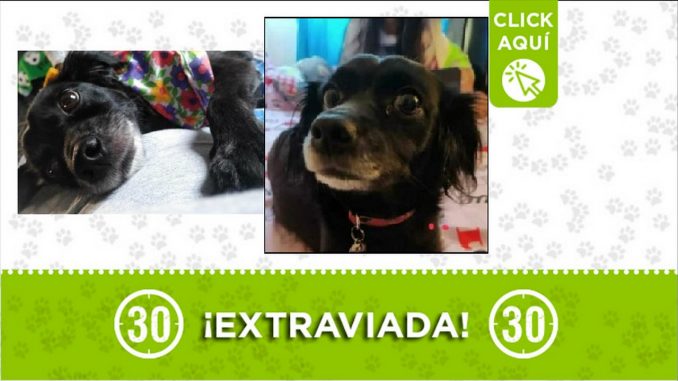 Perrita perdida Perrita perdida