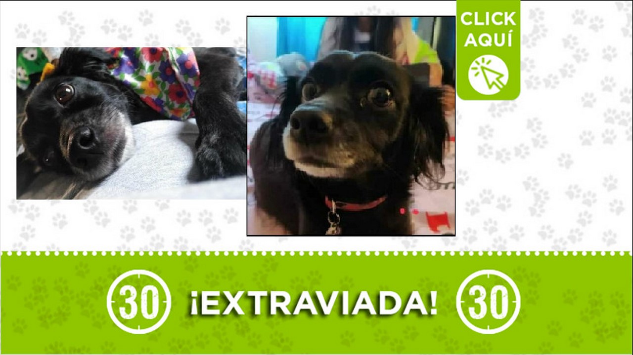 Perrita perdida