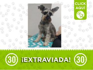 ¿La ha visto? 'Sofi' se extravió en Santa Cruz 1 sofi