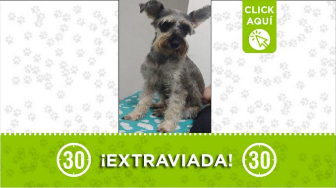 Perrita perdida Perrita perdida