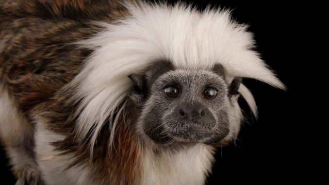 tití cabeciblanco tití cabeciblanco