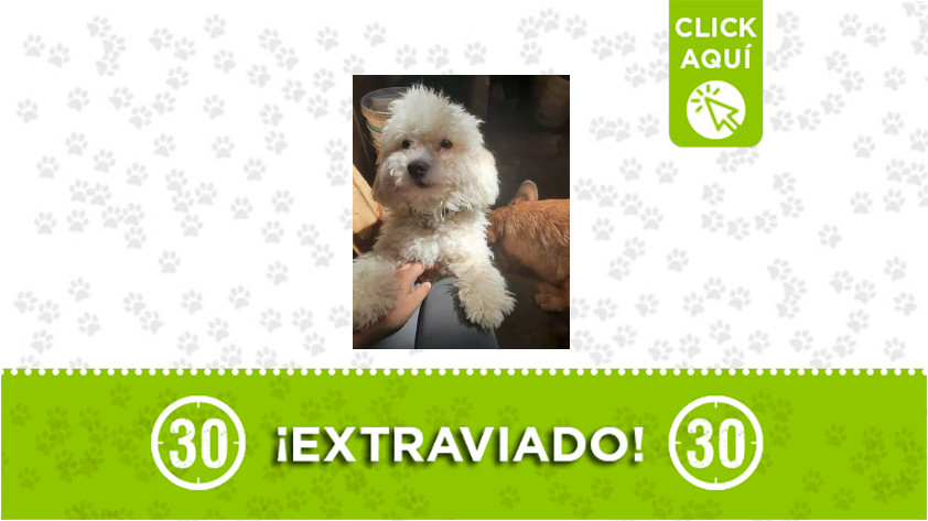 'Niko' se extravió en el barrio Zamora, en Bello ¿lo ha visto? 1 niko perrito perdido