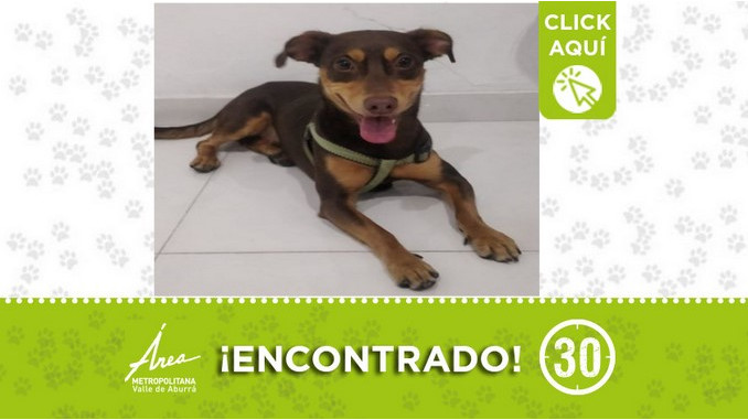 Buscan a la familia de este perrito encontrado en la Loma de los Bernal 1 Perrito encontrado