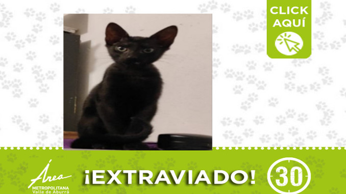 "Pacho" se perdió en Bello ¿Lo ha visto? 1 "Pacho" se perdió en Bello