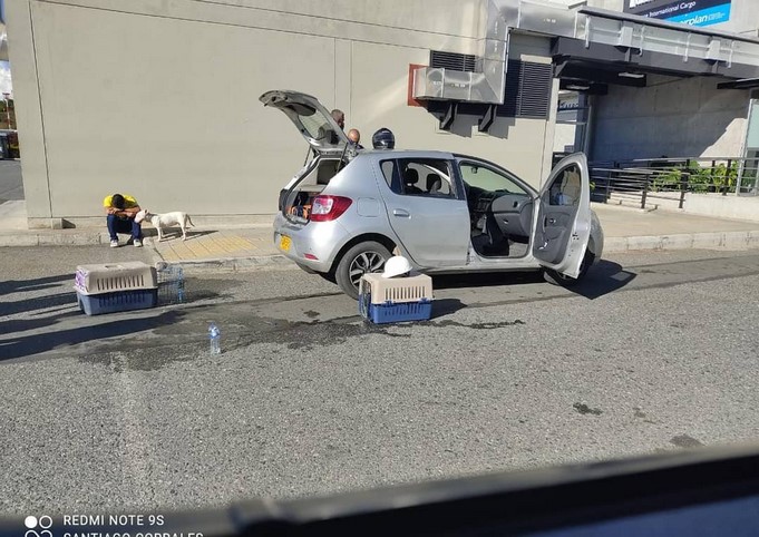 Foto: ¡Qué tristeza! Denuncian que dos perritos murieron asfixiados dentro de un carro en Rionegro 2 Perros muertos Rionegro