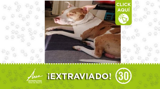 ¿Lo ha visto? "Bless" se perdió cerca a la Estación Alejandro Echavarría 1 dog 1