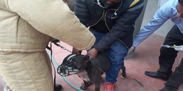 Niño de 6 años fallece luego de ser atacado por dos perros pitbull en Perú 1 Niño de 6 años fallece luego de ser atacado por dos perros pitbull en Perú