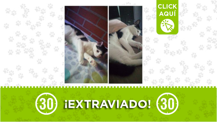 ¿Ha visto a 'Otto'? Se perdió en Manrique Oriental 1 Otto