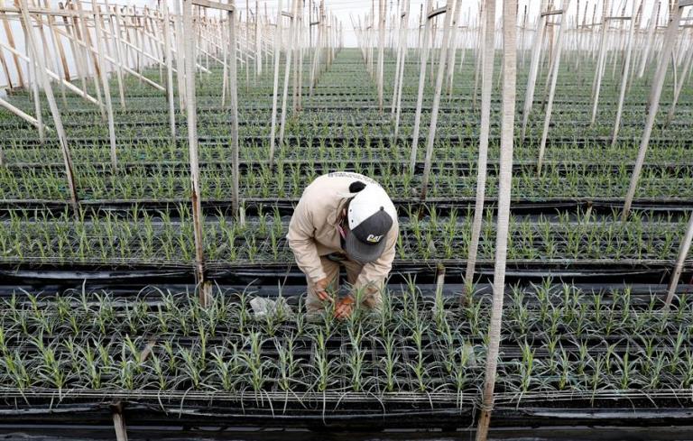 Las flores colombianas viajan por un mundo en pandemia para San Valentín 1 cultivo de flores dos