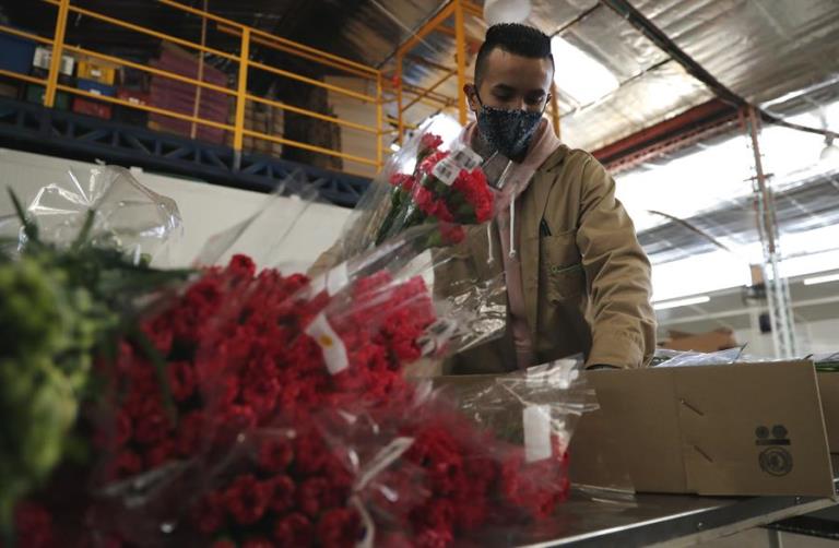 Las flores colombianas viajan por un mundo en pandemia para San Valentín 2 cultivo de flores tres