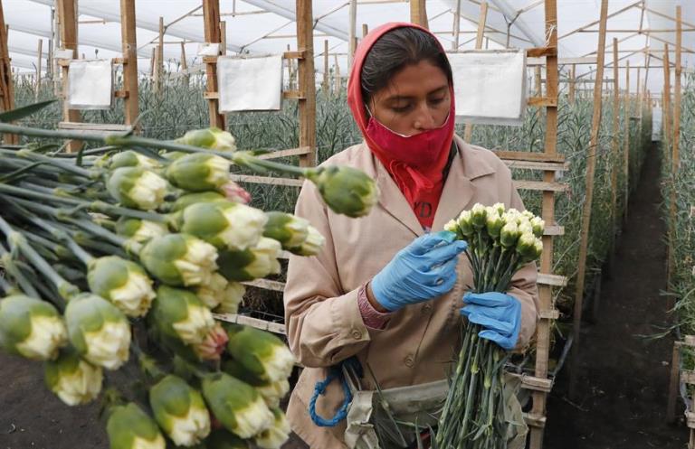 Las flores colombianas viajan por un mundo en pandemia para San Valentín 3 cultivo de flores cuatro