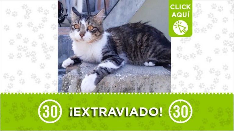 ¿Lo ha visto? 'Troxki' se perdió en Zamora y sus dueños lo buscan 1 Troxki perdido