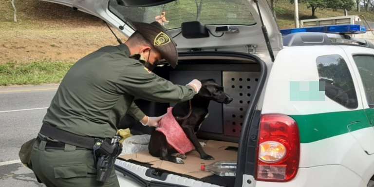 Un perrito fue lesionado por un vehículo en Copacabana, Policía lo rescató 1 perrito rescatado 1