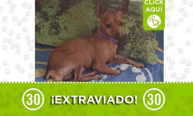 "Toby" se perdió en el barrio Santa Cruz 1 toby