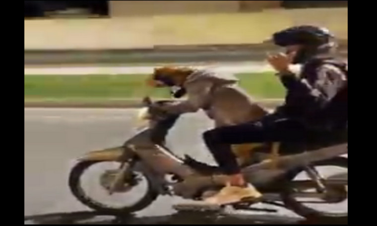 Vídeo: ¡Tan 'charro'! Vieron un perro que maneja una moto 1 pero moto