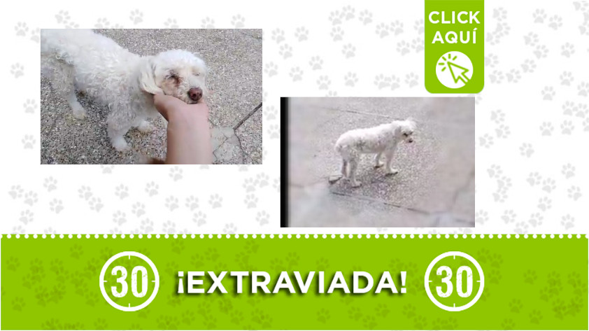 'Luna' se extravió en San Javier ¡Comparte! 1 luna