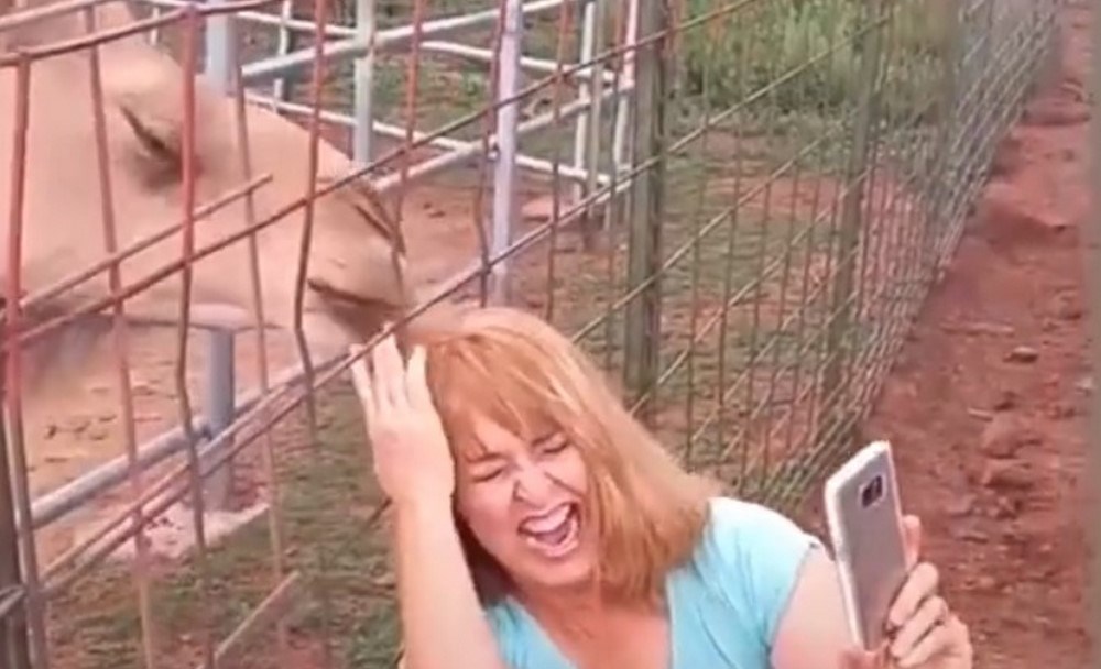 VIDEO. Le arrancó el pelo de una mordida, mujer termina mechoneada tras tomarse selfie con un camello 1 mujer camello foto