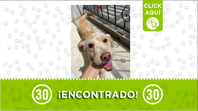 ¿Lo reconoce? Este perrito fue encontrado por la Avenida Guayabal