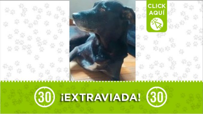 Este perrito se perdió en Manrique San José