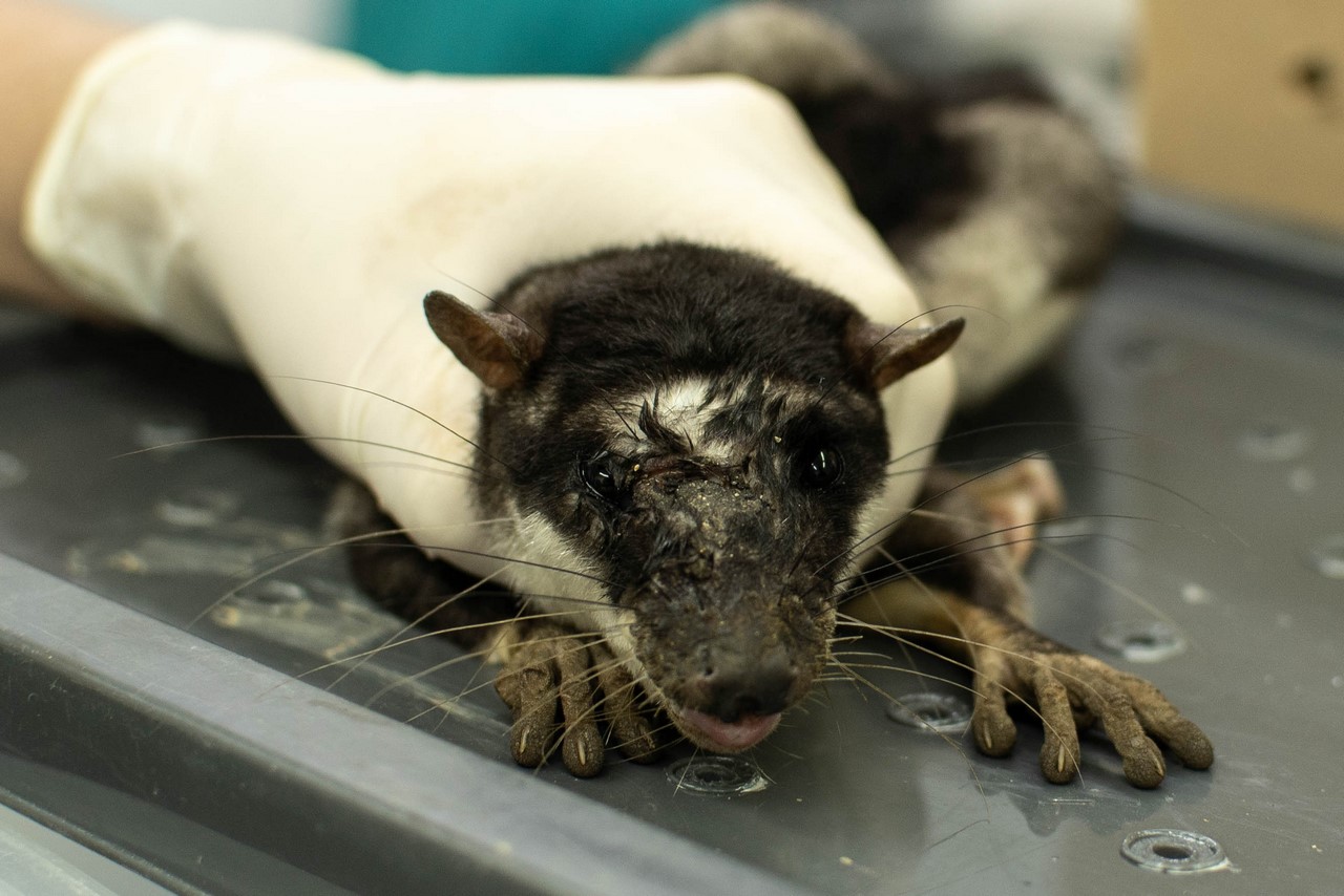 Fotos y video: Encontraron una chucha de agua en Medellín, sería el primer registro del animal en zona urbana de la ciudad 4 FOTO SEIS