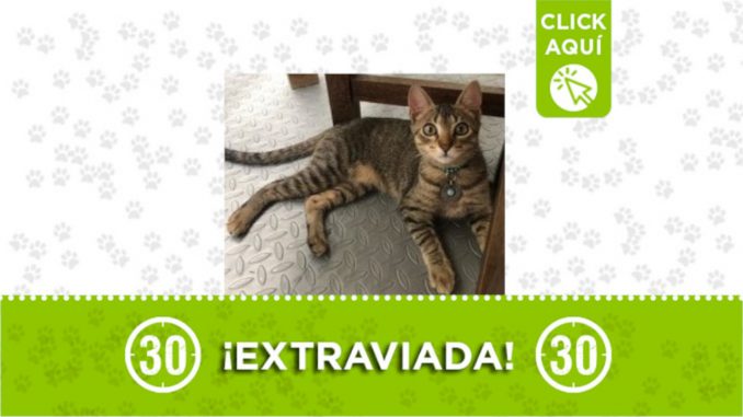Fauna Fauna