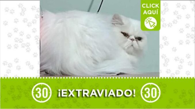 Keimy gato perdido la milagrosa
