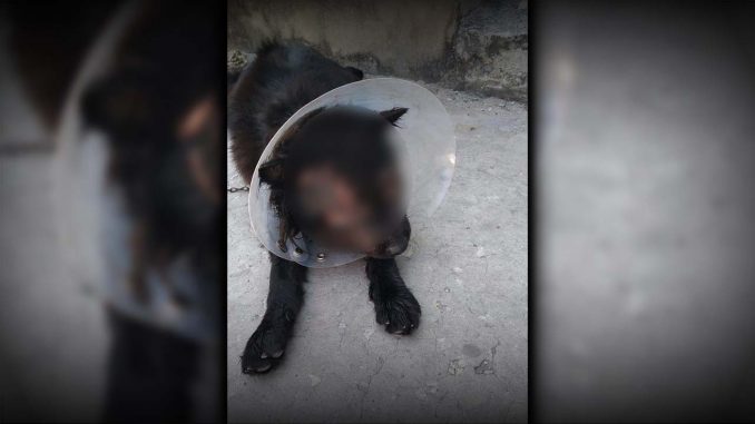 Le arrancaron los ojos a un perrito, lo apuñalaron y casi lo ahorcan Le arrancaron los ojos a un perrito, lo apuñalaron y casi lo ahorcan