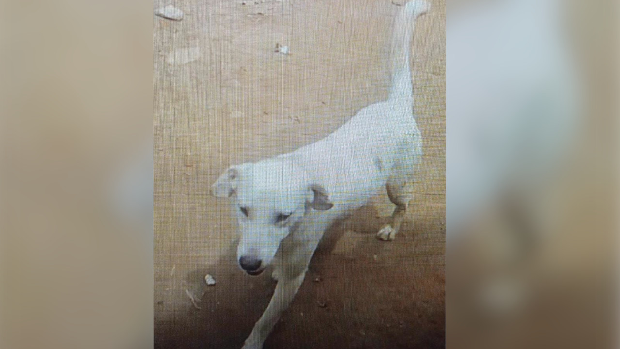Un tipo apuñaló a 'Luna' dizque porque le correteó una gallina