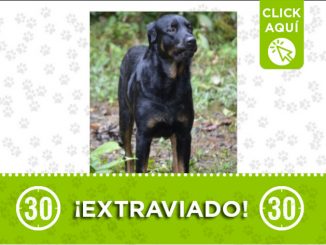 «Moncho» se perdió en la vía Angelópolis, Caldas, ¿lo ha visto? 1 Moncho