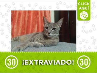 «Onix» se perdió en La Maruchenga, Bello, ¿lo ha visto? 1 Onix