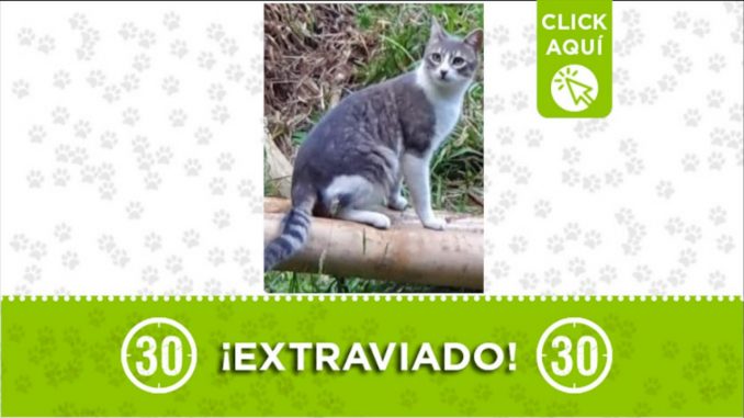 Paquito gato perido El Placer santa elena