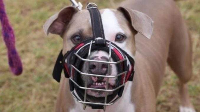Pasos para registrar perros de manejo especial y de razas específicas en Bogotá
