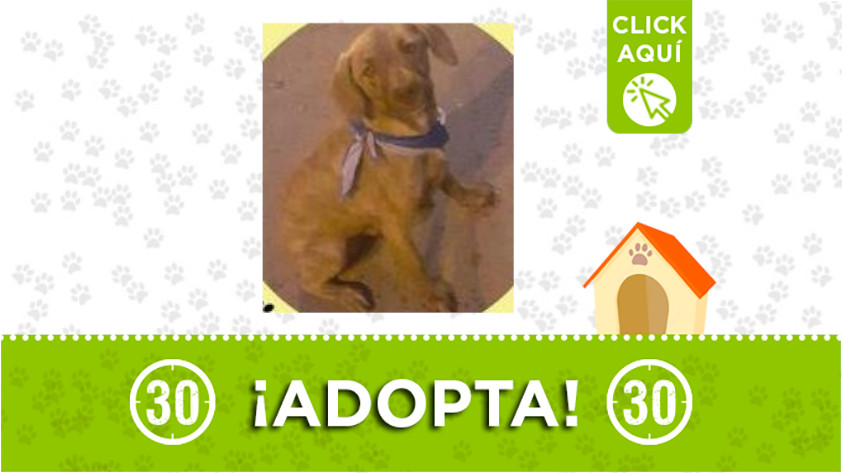perrito-adopción