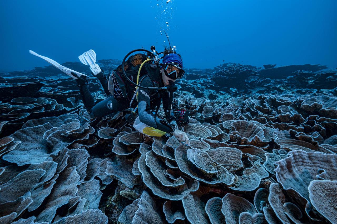 FOTOS: Descubren en Tahití uno de los arrecifes de coral más extensos del mundo 3 arrecifes1