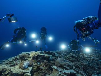 FOTOS: Descubren en Tahití uno de los arrecifes de coral más extensos del mundo 1 arrecife
