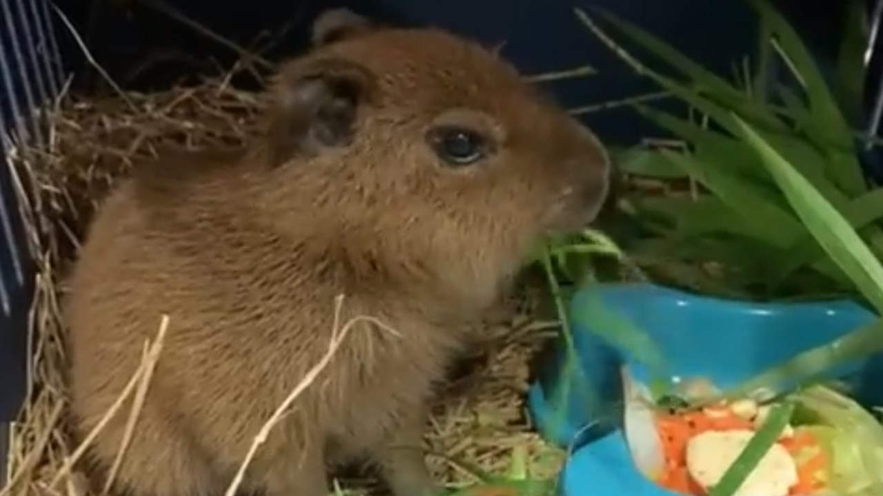 chigüiros rescatados