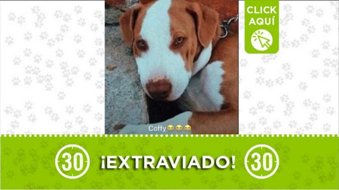 Perrito perdido Perrito perdido